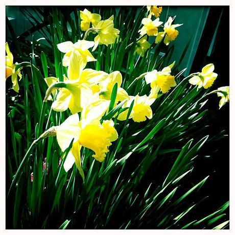 Easter-2011-Blooming-Daffodil