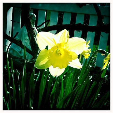 Easter-2011-Blooming-Daffodil