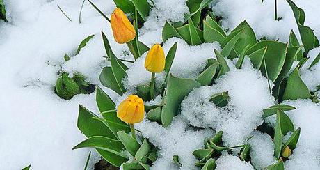 Depressed Daffodils and Sad, Little Tulips