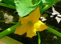 Sharing Backyards via Wasatch Community Gardens