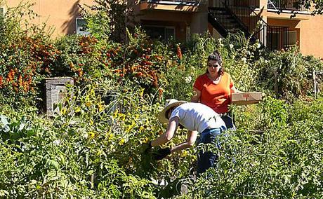 Sharing Backyards via Wasatch Community Gardens