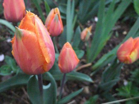 Tulips are go