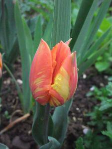 Tulips are go