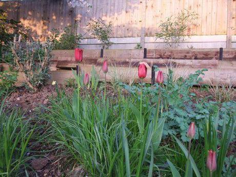 Tulips adding extra interest but need adding to next year