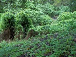 The Creek Slope and Me