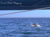 Dolphin Encounter Croatia