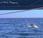 Dolphin Encounter Croatia