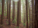 Redwood Cultivation