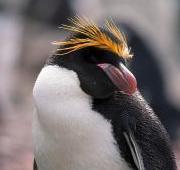 Macaroni Penguin