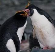 Macaroni Penguin