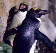 Macaroni Penguin