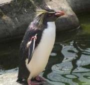 Macaroni Penguin