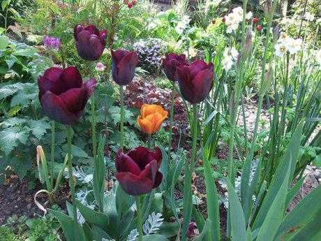 2011_04230155 While the cats away….