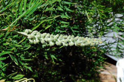 The time-lapse bush