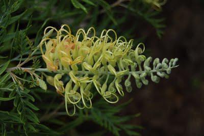 The time-lapse bush