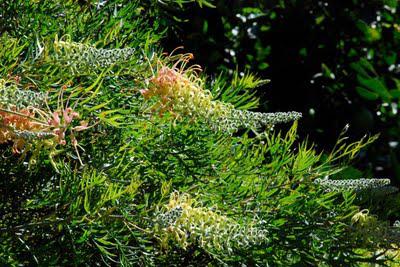 The time-lapse bush