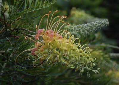 The time-lapse bush