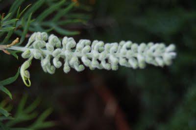 The time-lapse bush