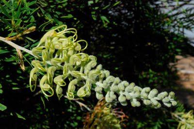 The time-lapse bush