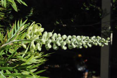 The time-lapse bush