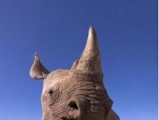 Stopping Rhino Poaching