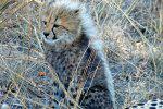 A Cheetah Cub