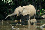 Elephant Calf With Mum