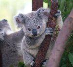 Young Koala In Tree