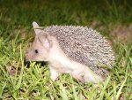 A Young Hedgehog