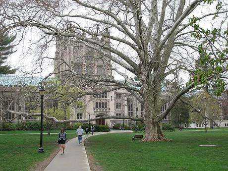 a very old tree at vassar college