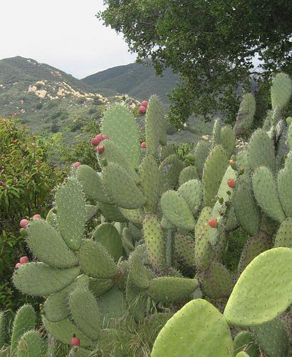 Opuntia Patch 2