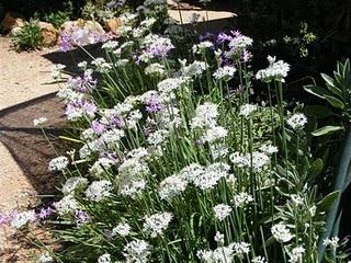 Garlic Border