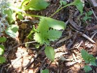 Weeds...or are they?