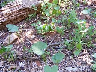 Weeds...or are they?