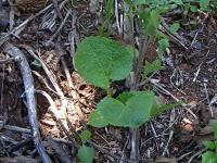 Weeds...or are they?