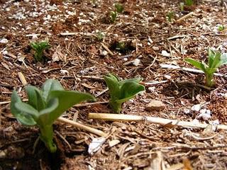 Bed 1: Green Manure