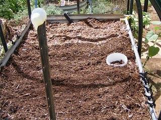 Bed 1: Green Manure