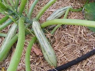 Cocozelle Zucchini