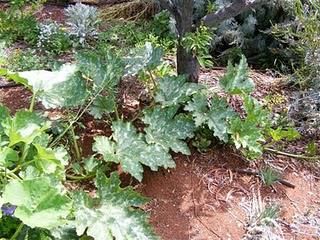 Golden Zucchini...I Don't Think So.