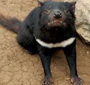 Tasmanian Devil