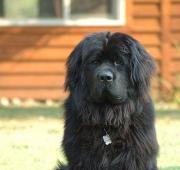 Newfoundland Newfoundland