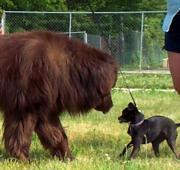 Newfoundland