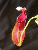 A Pitcher Plant