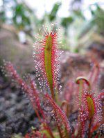 Cape Sundew