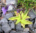 Common Butterwort