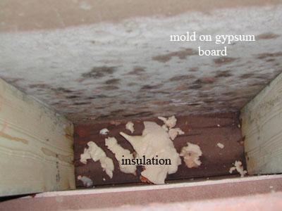 Controlling Mold in Your Home