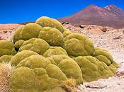 Yareta Alien Life Andes?