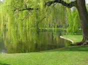 Springtime Boston's Public Garden
