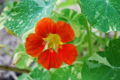 Casting nasturtiums