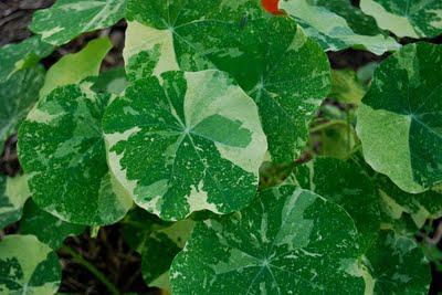 Casting nasturtiums